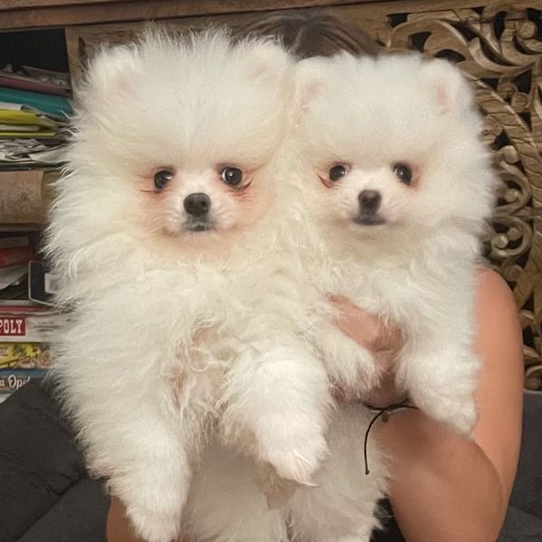 Two fluffy white Pomeranian puppies being held.