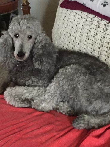 Alivia enjoying her spot on the couch!