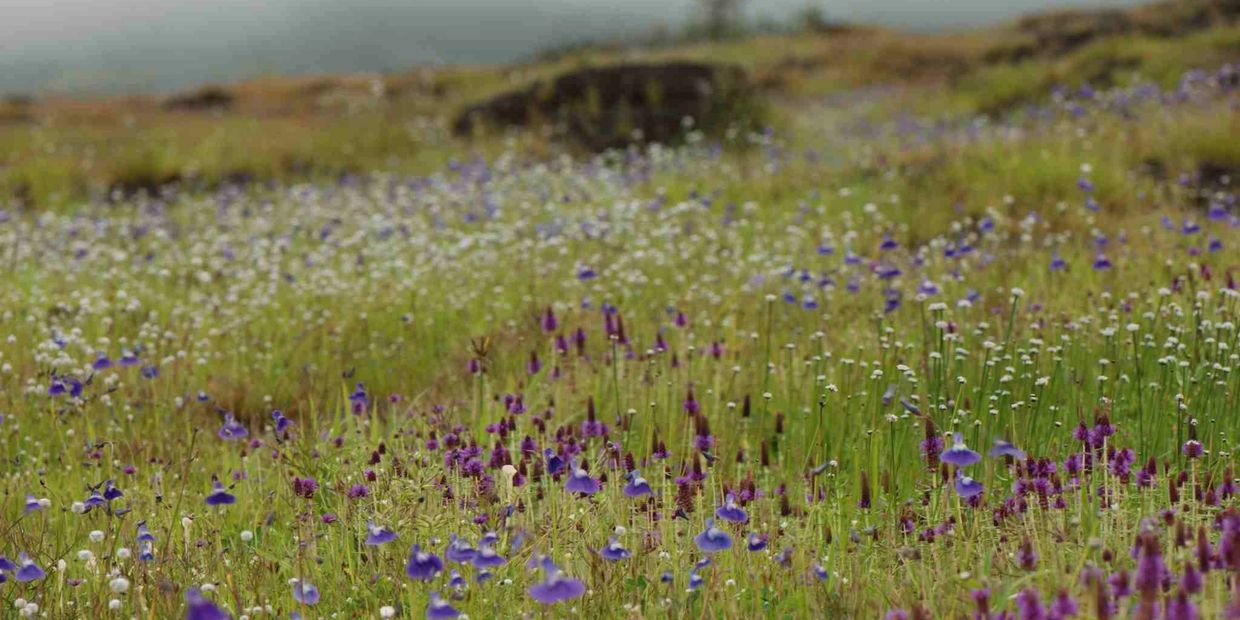 Kaas plateau, World Natural Heritage Site.