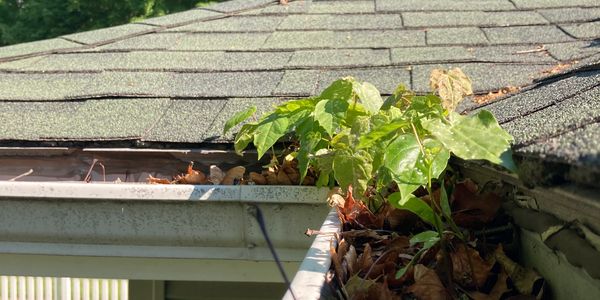 Debris filled Kalispell gutter before a gutter cleaning service by Flathead Valley Gutter Cleaners