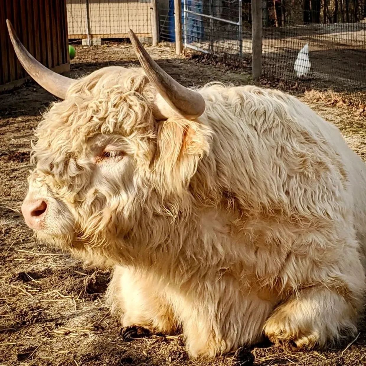Dudley the Scottish Highland Bull at Unity Farm Sanctuary