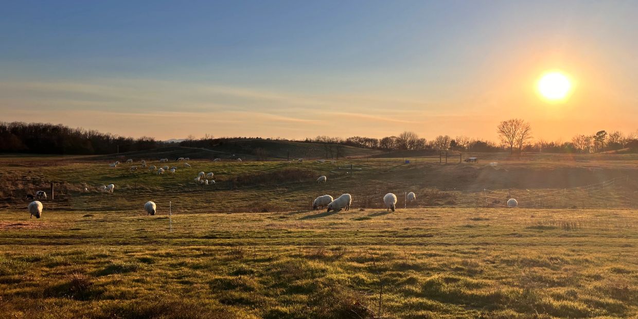 Sheep grazing during sunset in a field.