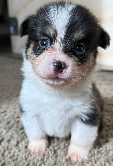 Female tricolor Blue eyes