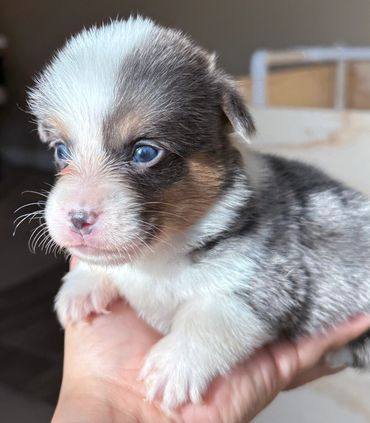 Male Bluie