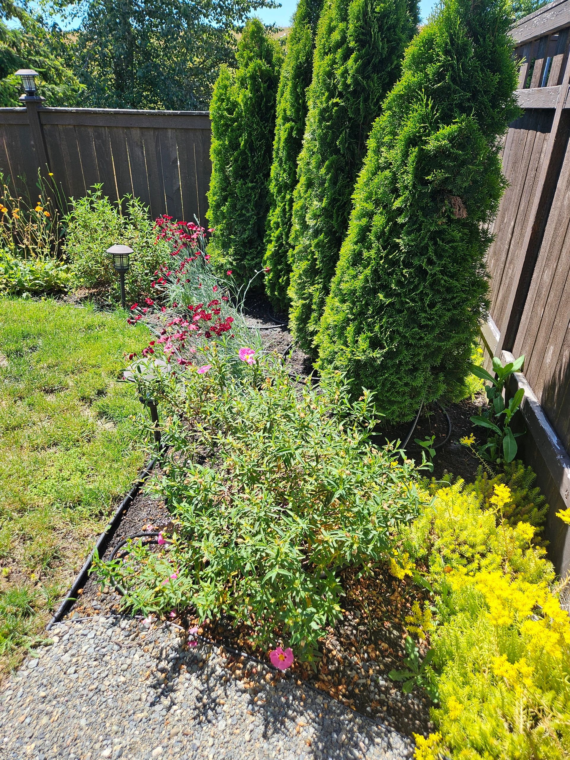 Sunlit garden bed with green shrubs, red and yellow flowers, and a wooden fence.