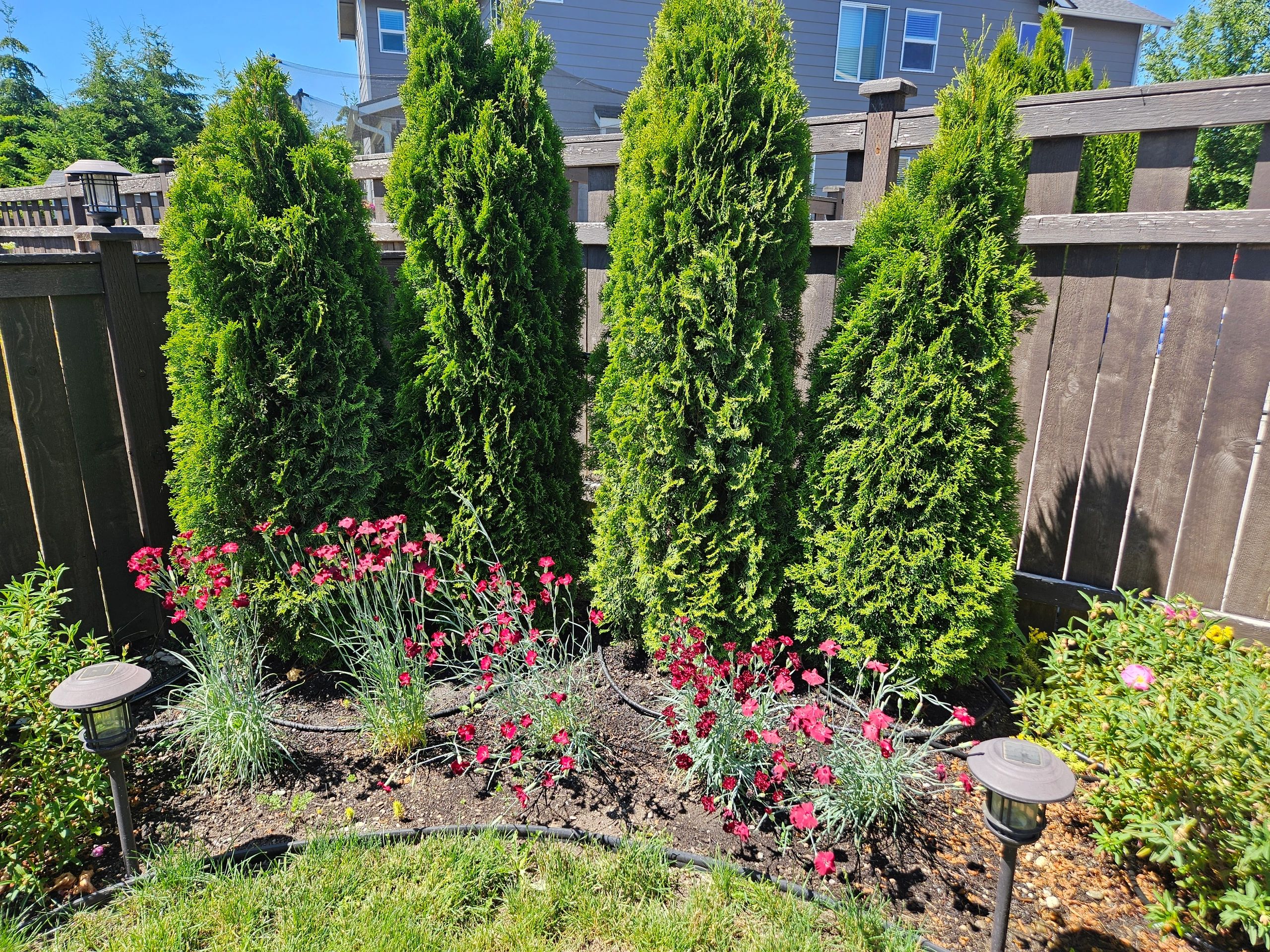A vibrant garden with green shrubs and red flowers under blue sky.