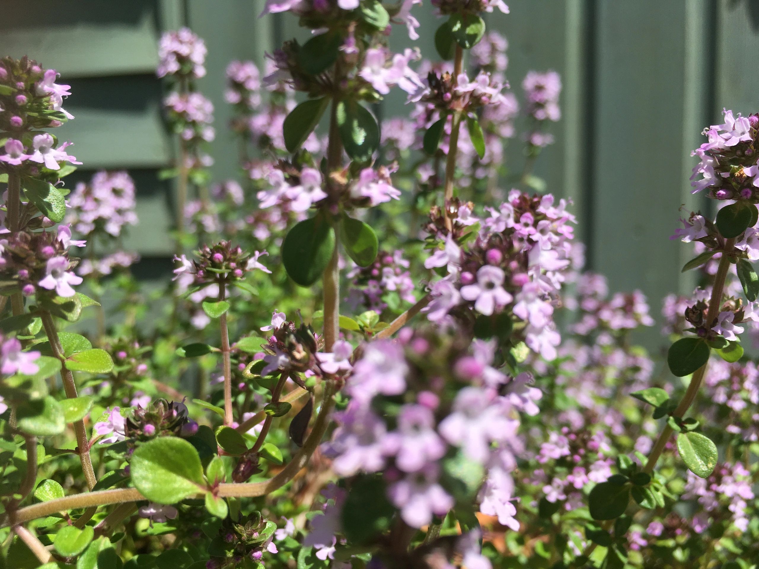 Is Smoked Thyme The Next Big Culinary Trend? - 9kblr6r