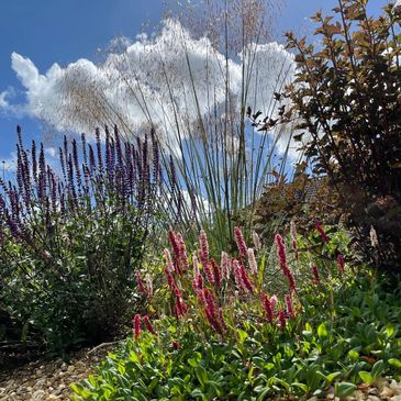Garden flowers and grasses under a blue sky with clouds.