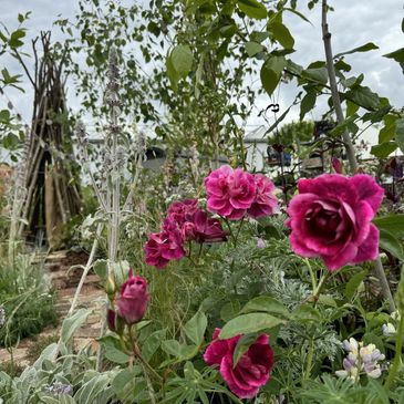 Vibrant pink roses bloom in a lush garden under a cloudy sky.