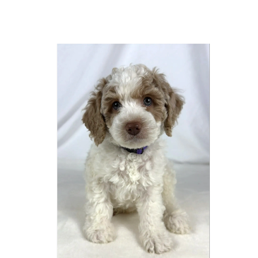 Curly-haired puppy with a purple collar sitting on a white backdrop.