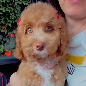 Adorable fluffy brown puppy with a pink collar held by a person in a car.