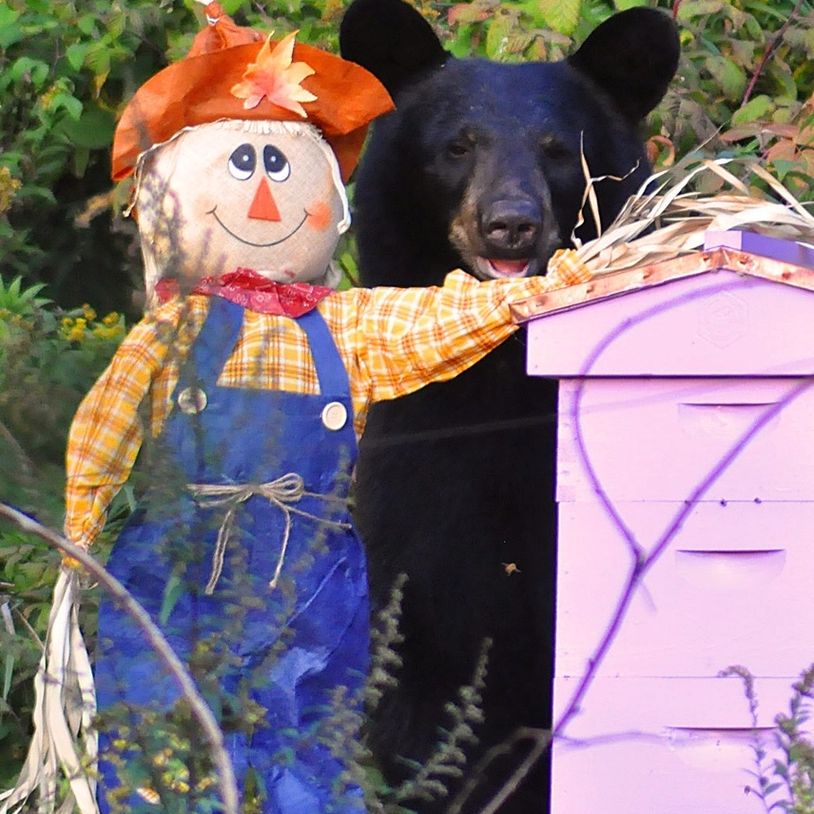 Bear visiting beehive during fall harvest.