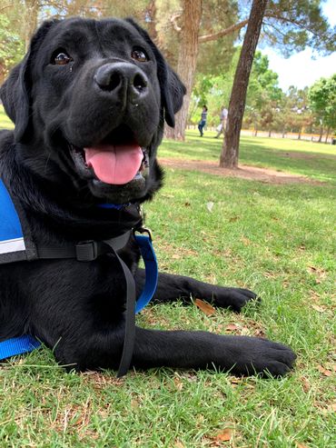 A black lab in a service vest enjoying the grass at a park.