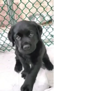 black labrador retriever puppy 4 weeks old