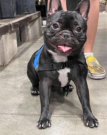 Young french bulldog  wearing her service dog vest