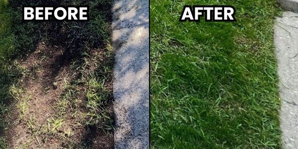 Side-by-side comparison of patchy dirt area before and lush green grass after.