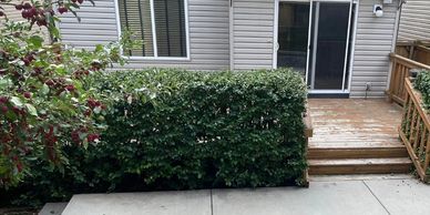 a backyard hedge that was just freshly trimmed in NW calgary alberta