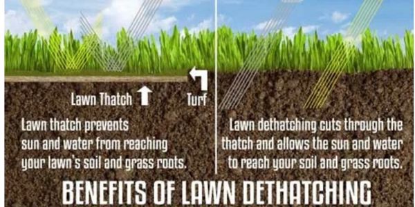 Illustration showing how lawn dethatching improves water and sun penetration to grass roots.
