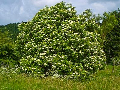 The European variety of the Sambucus Nigra tree is the source of elderberry for My Fresh Farmacy.