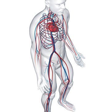 Human Cardio Vascular System