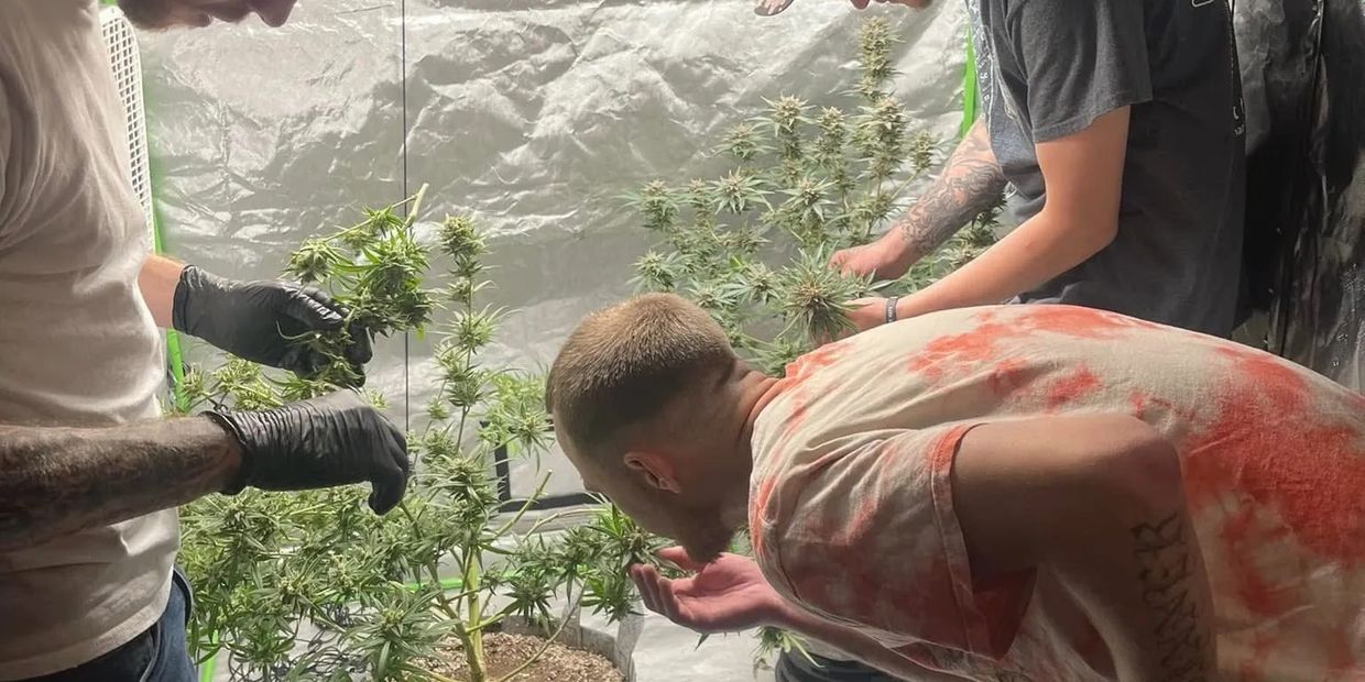 Three men tending to cannabis plants indoors under grow lights.