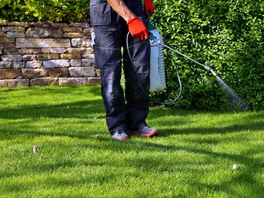 Professional lawn pest treatment