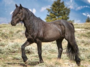 A majestic black horse walking in a natural mountainous landscape.