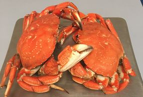 Whole cooked rock crab obaba seafood Sunnyvale great golden river h&t seafood frozen fish distributo