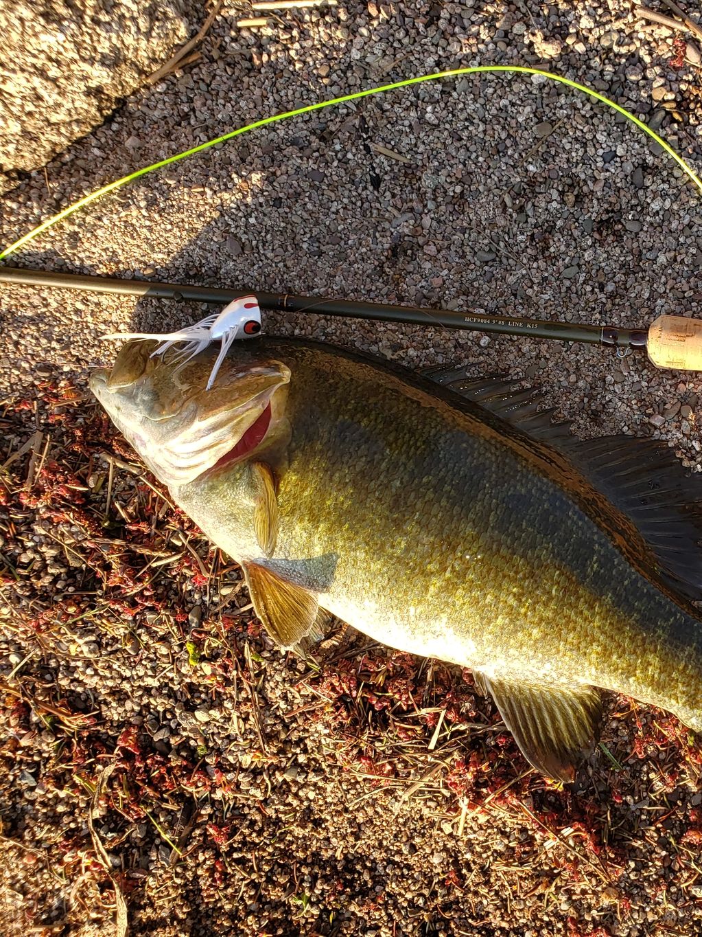 19 inch Smallmouth Bass caught on a large white popper fly.