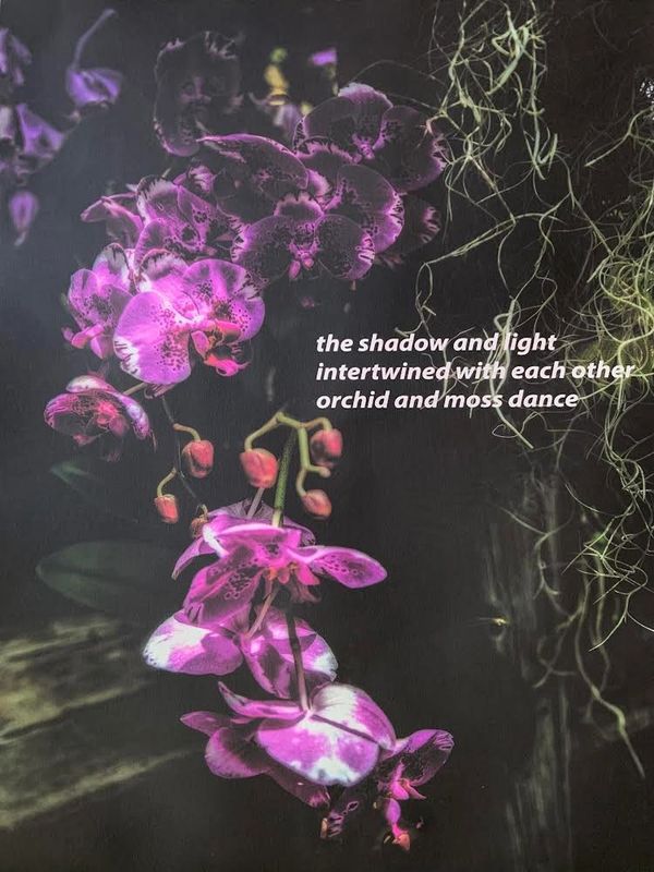 Terry Allen, USA
the shadow and light
intertwined with each other
orchid and moss dance