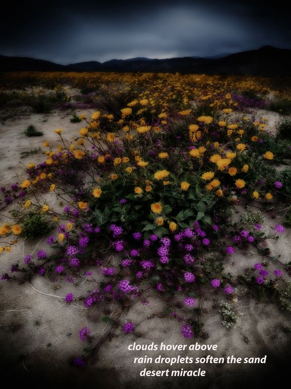 Terry Allen, USA 
clouds hover above   rain droplets soften the sand   desert miracle