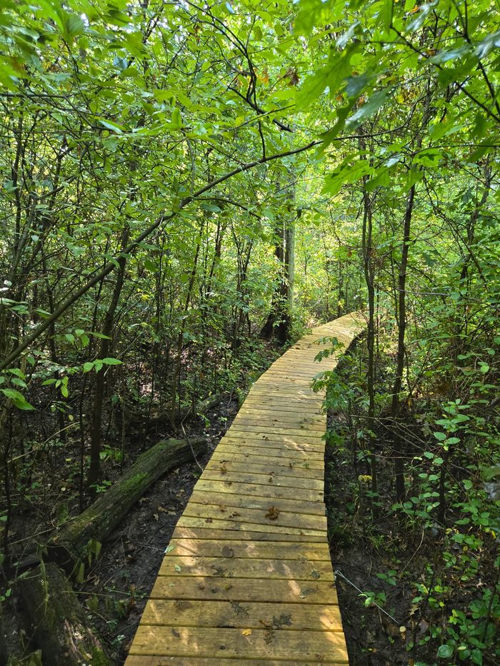 A wooden boardwalk winds through lush green forest.