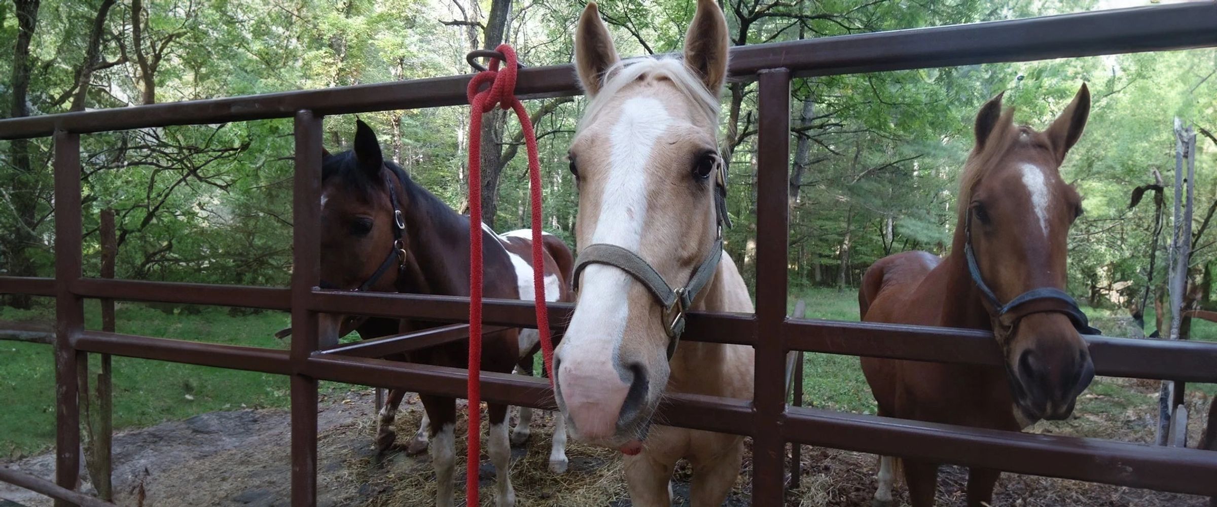 Nantahala Village Riding Stables