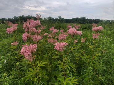 Queen of the Prairie