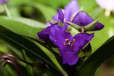 Virginia Spiderwort