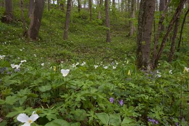 Spring wildflower scene