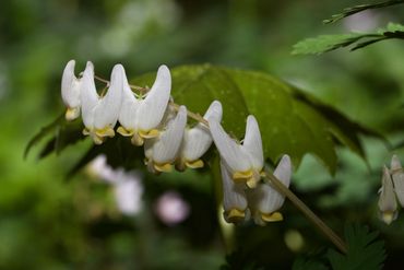 Dutchman's Breeches