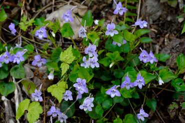 Long Spurred Violet