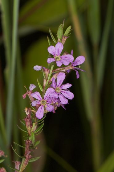 Winged loosestrife