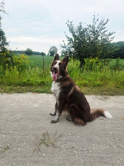 Brown and white dog sitting on a gravel road.
