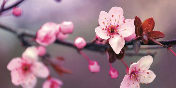 Cherry blossoms at Sharon Towers at South Park, Charlotte NC
