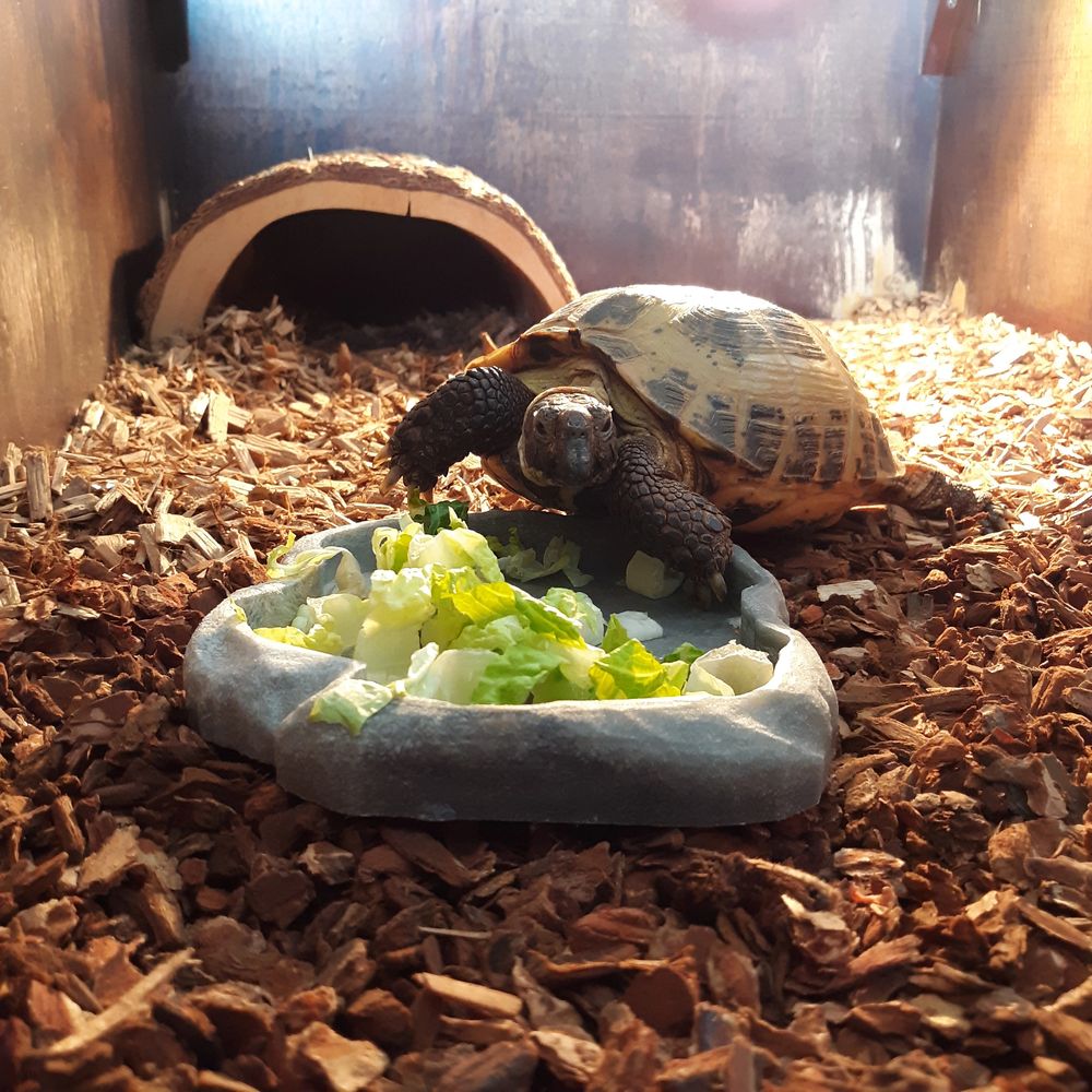Tortoise rescue reptile rehab turtle lizard