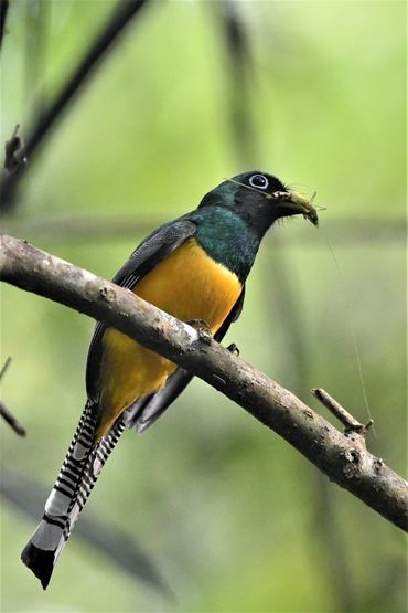 Black-throated Trogon (male)