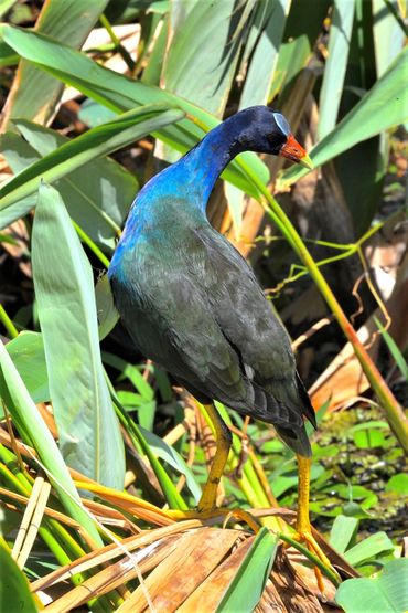 Purple Gallinule