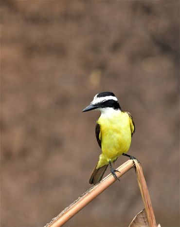Kiskadee
