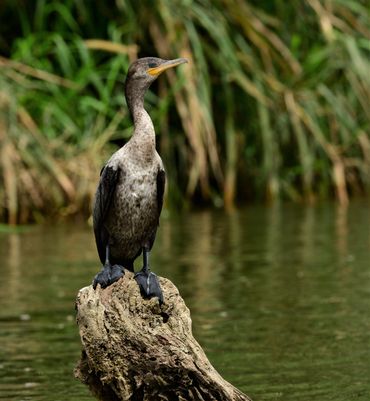 Neotropic Cormorant
