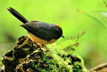 Slate-throated Redstart