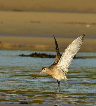 Bar-tailed Godwit