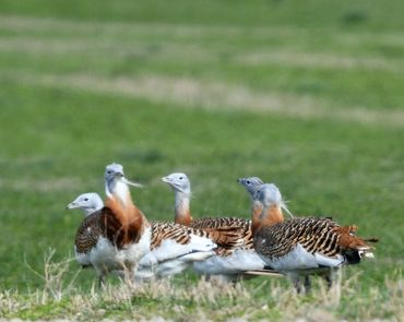 Graet Bustard