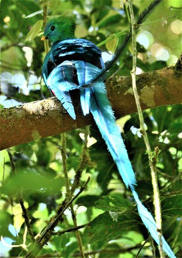 Resplendent Quetzal (male)